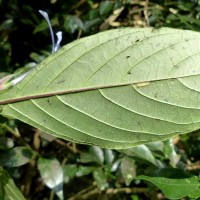 Barleria involucrata Nees